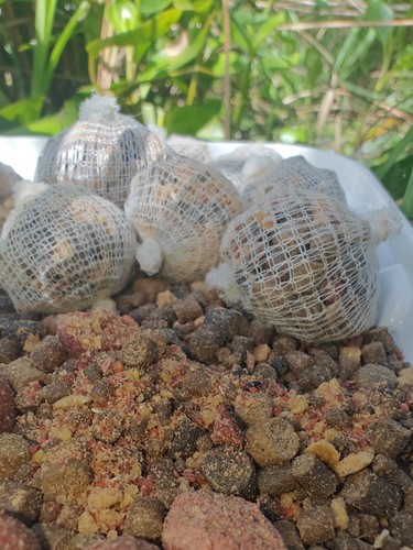 115 mini carp - x,