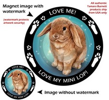 Assorted Jersey Wooly Mini Lop